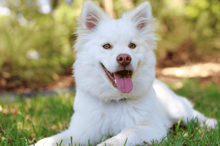 How Does Collagen Benefit Animals beyond Joint Health