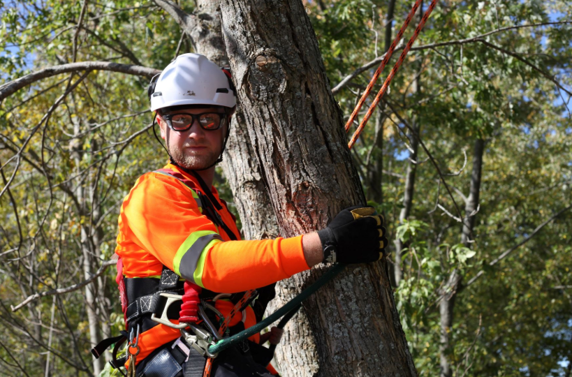 Skills Every Arborist Should Have